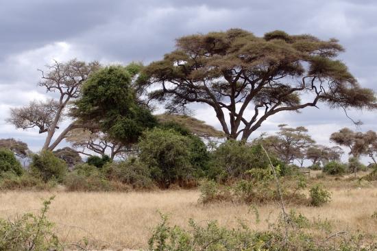 Soutenons l'Afrique 710