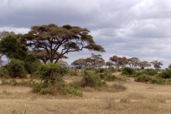 Soutenons l'Afrique 736
